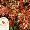 Quercus palustris