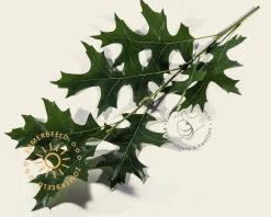 Quercus palustris
