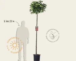 Quercus palustris 'Green Dwarf' - 180 cm stam