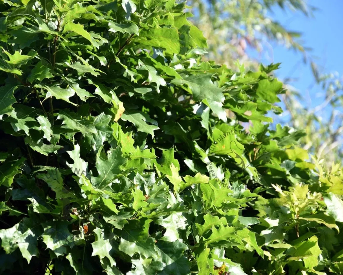 Quercus palustris 'Green Dwarf' - 225 cm stam