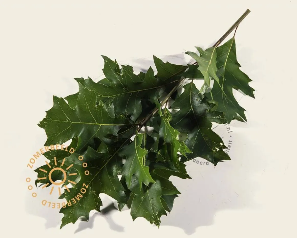 Quercus palustris 'Green Dwarf' - 225 cm stam