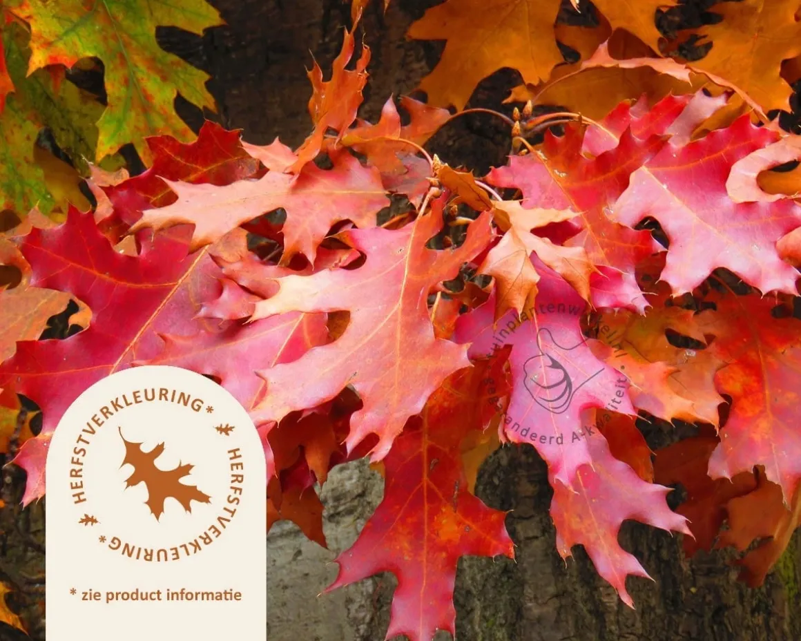Quercus palustris 'Green Dwarf' - 225 cm stam
