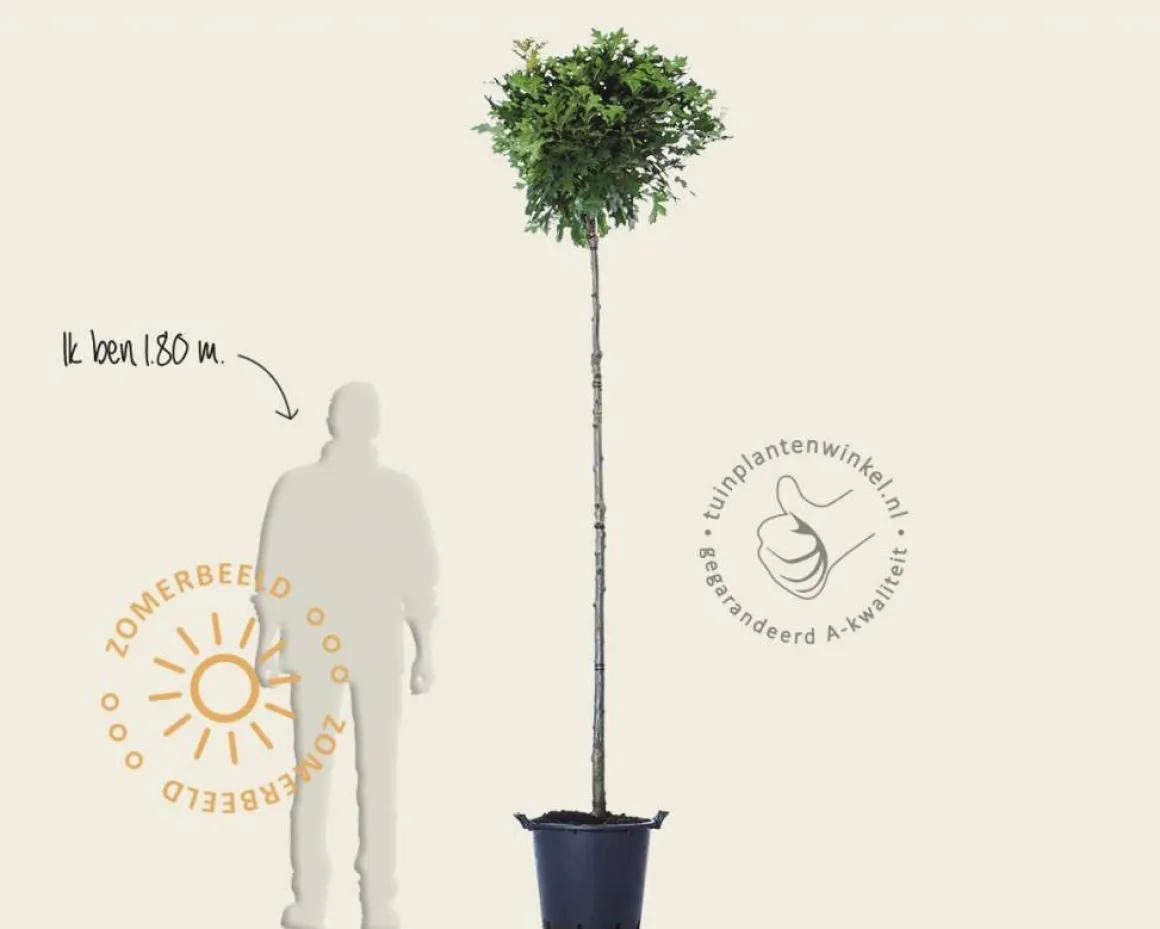 Quercus palustris 'Green Dwarf' - 225 cm stam