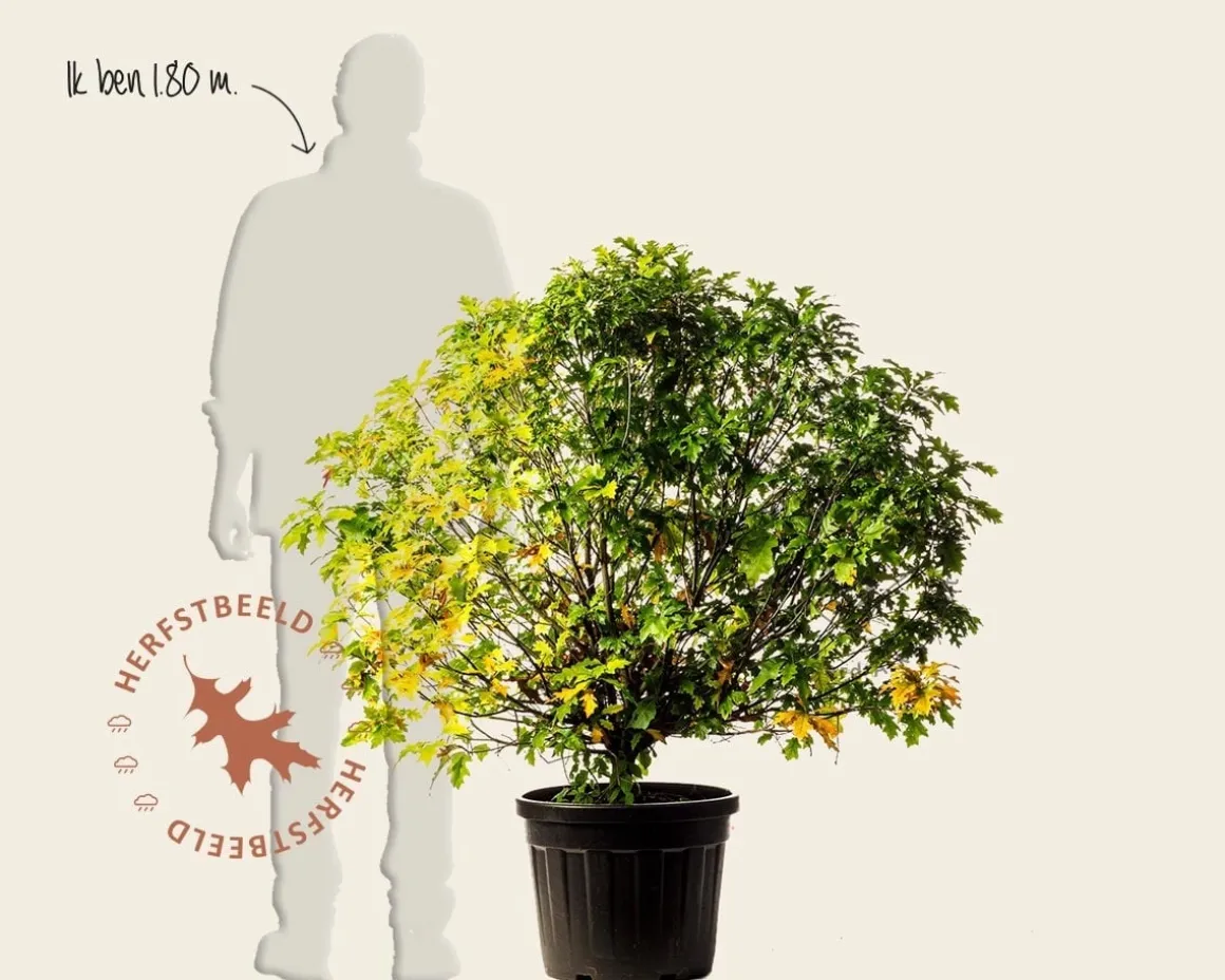 Quercus palustris 'Green Dwarf'