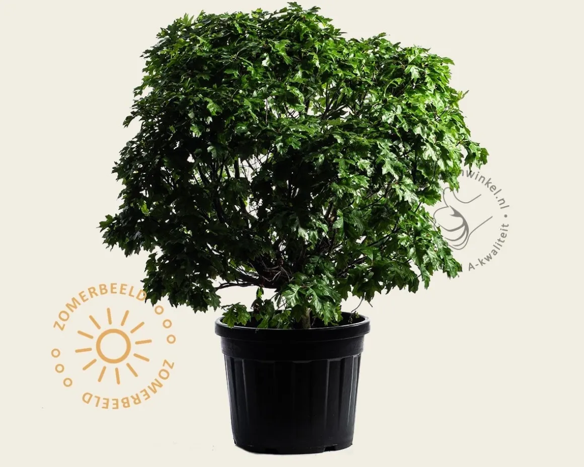 Quercus palustris 'Green Dwarf'