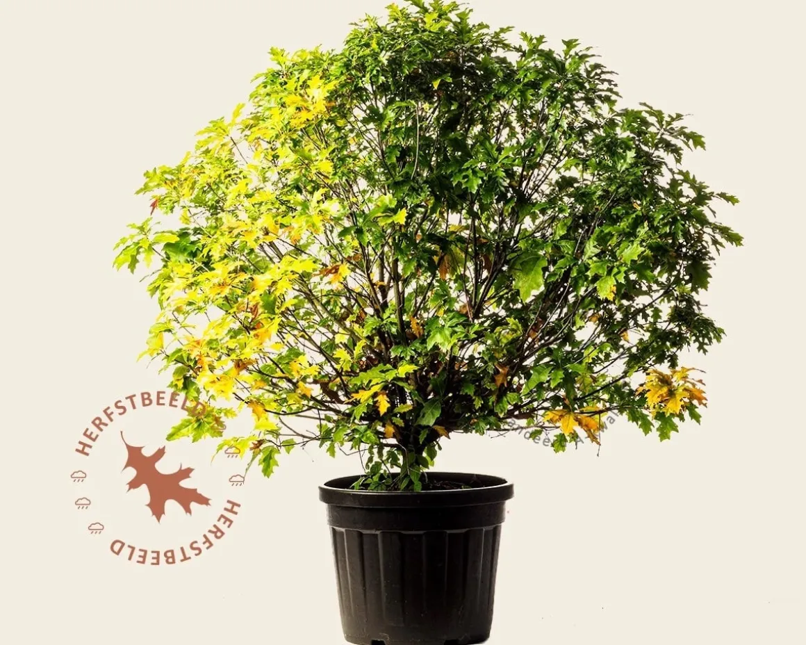 Quercus palustris 'Green Dwarf'