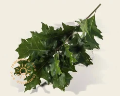 Quercus palustris 'Green Dwarf' - 200 cm stam