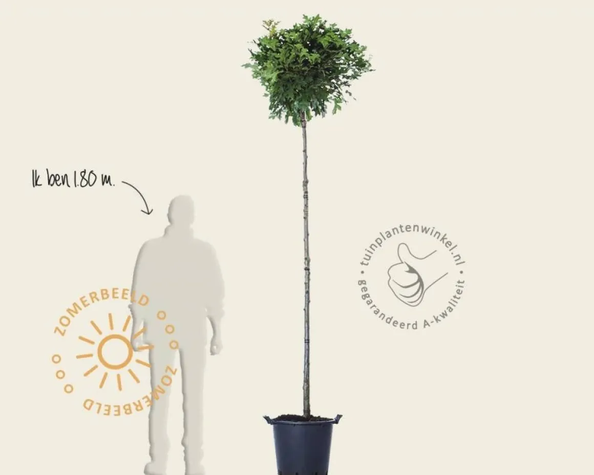 Quercus palustris 'Green Dwarf' - 200 cm stam
