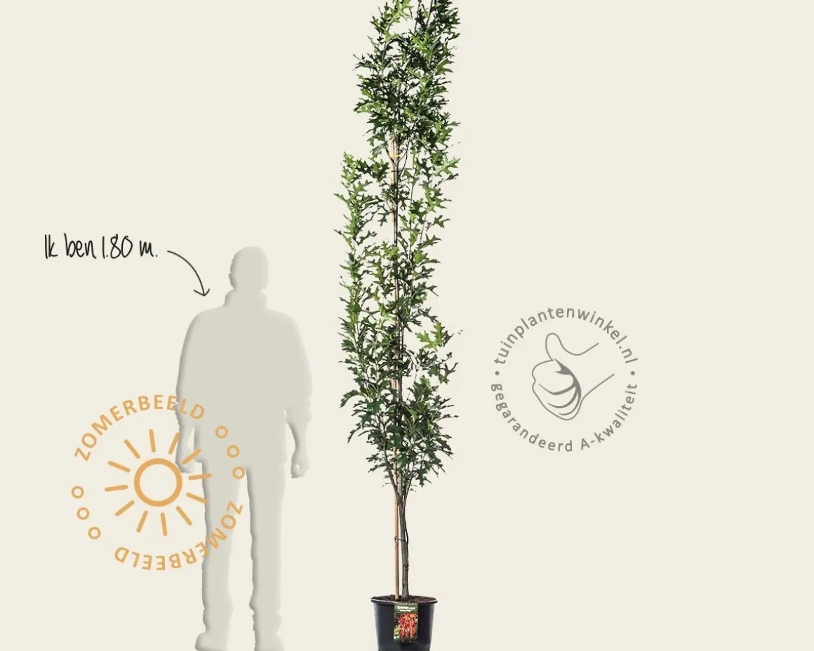 Quercus palustris 'Green Pillar'