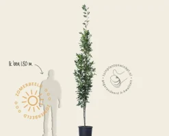 Quercus palustris 'Green Pillar'