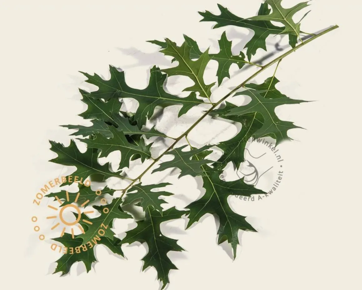 Quercus palustris 'Green Pillar'