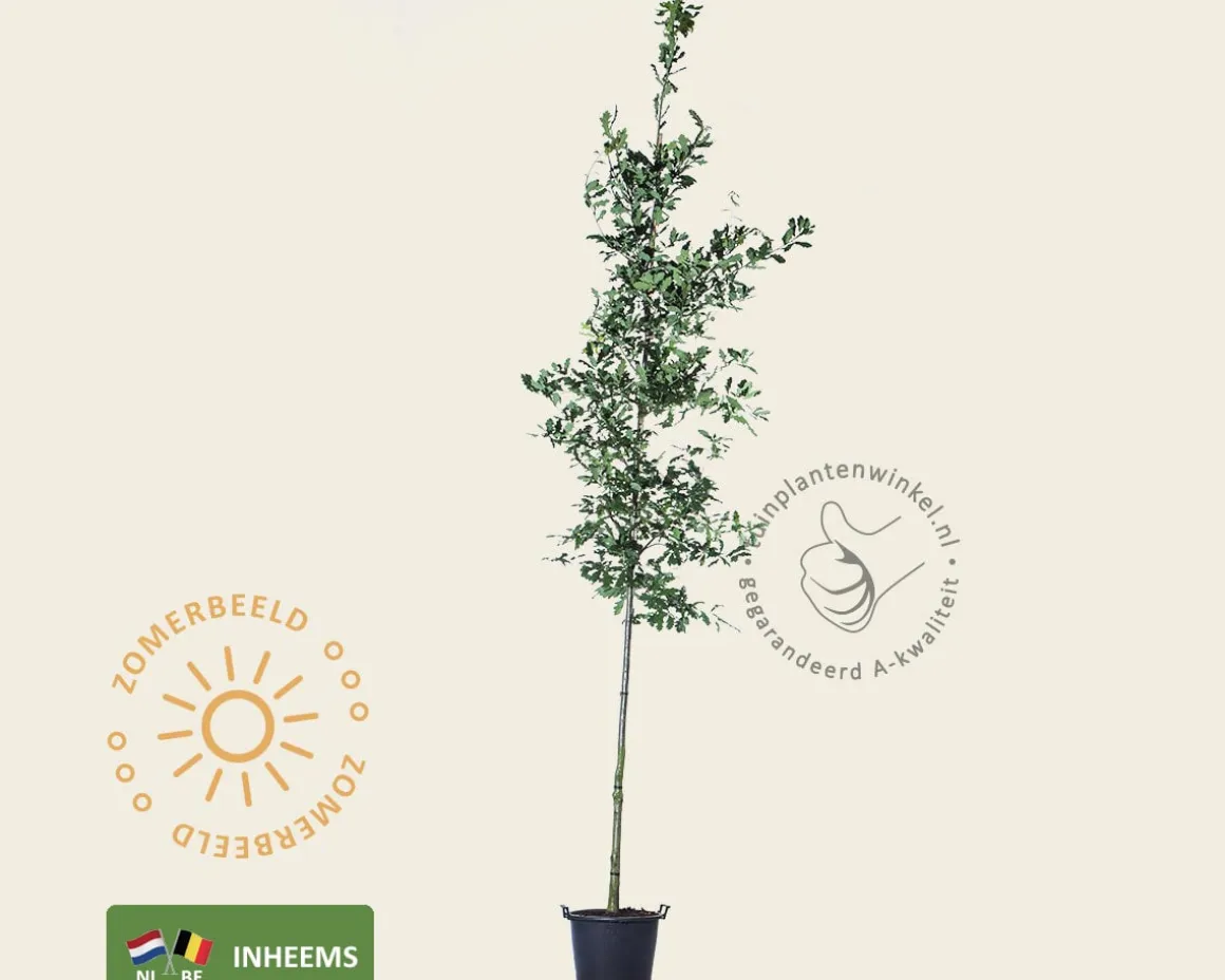 Quercus robur