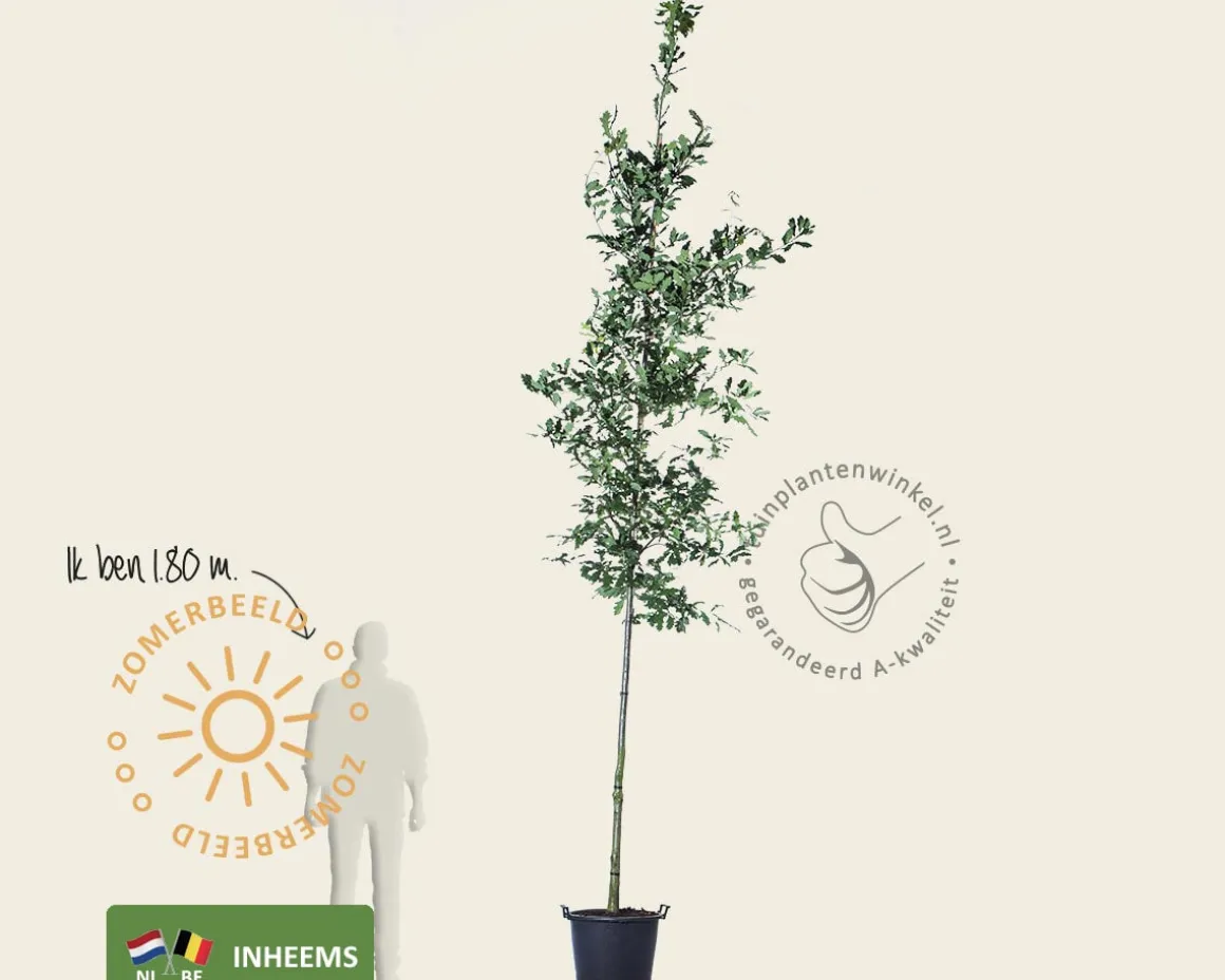 Quercus robur