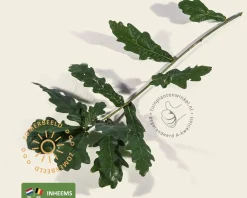 Quercus robur