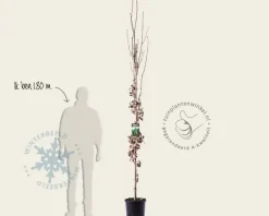 Quercus robur 'Fastigiata Koster'