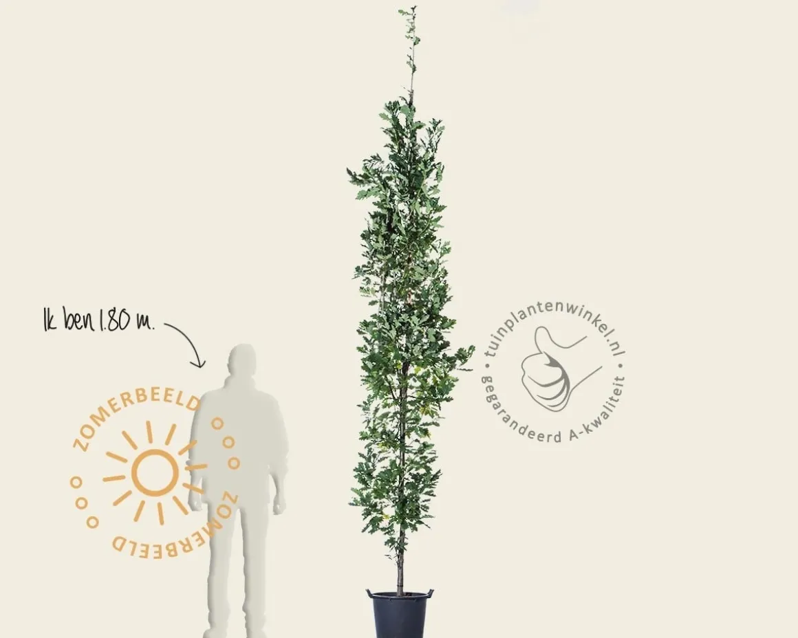 Quercus robur 'Fastigiata Koster'