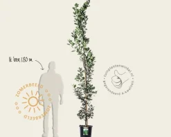 Quercus robur 'Fastigiata Koster'