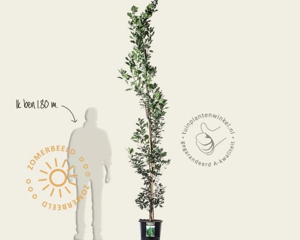 Quercus robur 'Fastigiata Koster'