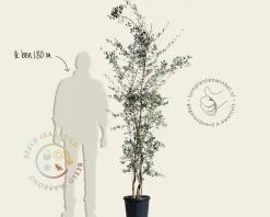 Quercus suber - meerstammig