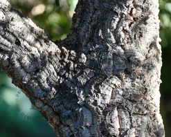 Quercus suber - meerstammig
