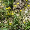 Ranunculus flammula