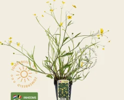 Ranunculus flammula