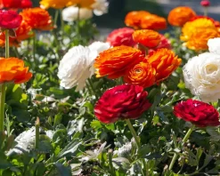 Ranunculus Mix