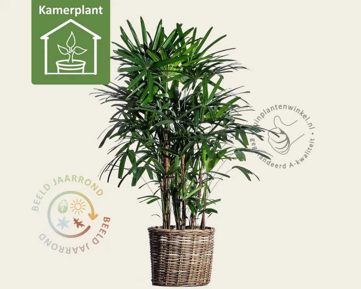 Rhapis excelsa