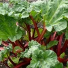 Rheum rhabarbarum ‘Frambozenrood’