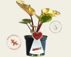 Rheum rhabarbarum ‘Frambozenrood’
