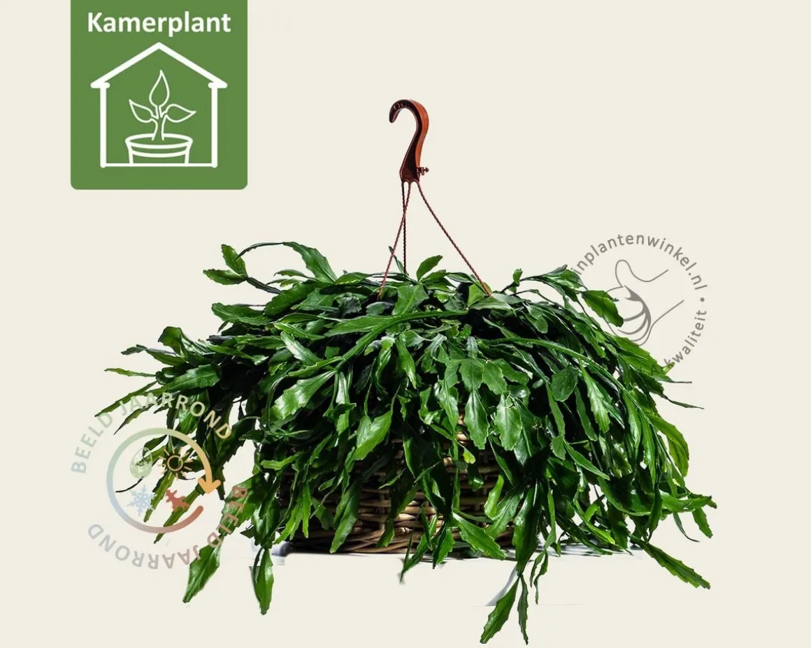 Rhipsalis crispata