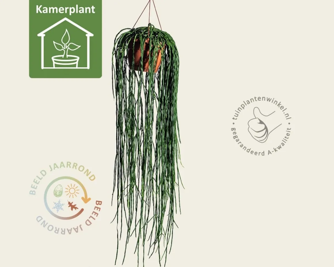 Rhipsalis paradoxa