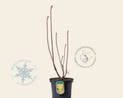 Rhododendron (AK) 'Anneke'