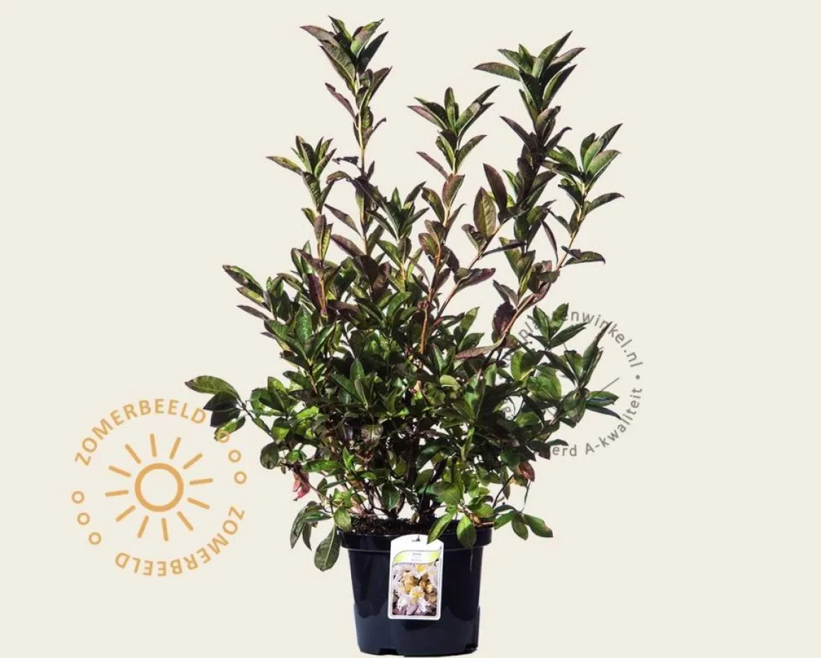 Rhododendron (AK) 'Daviesii'