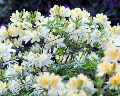 Rhododendron (AK) 'Daviesii'