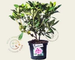 Rhododendron 'Albert Schweitzer'