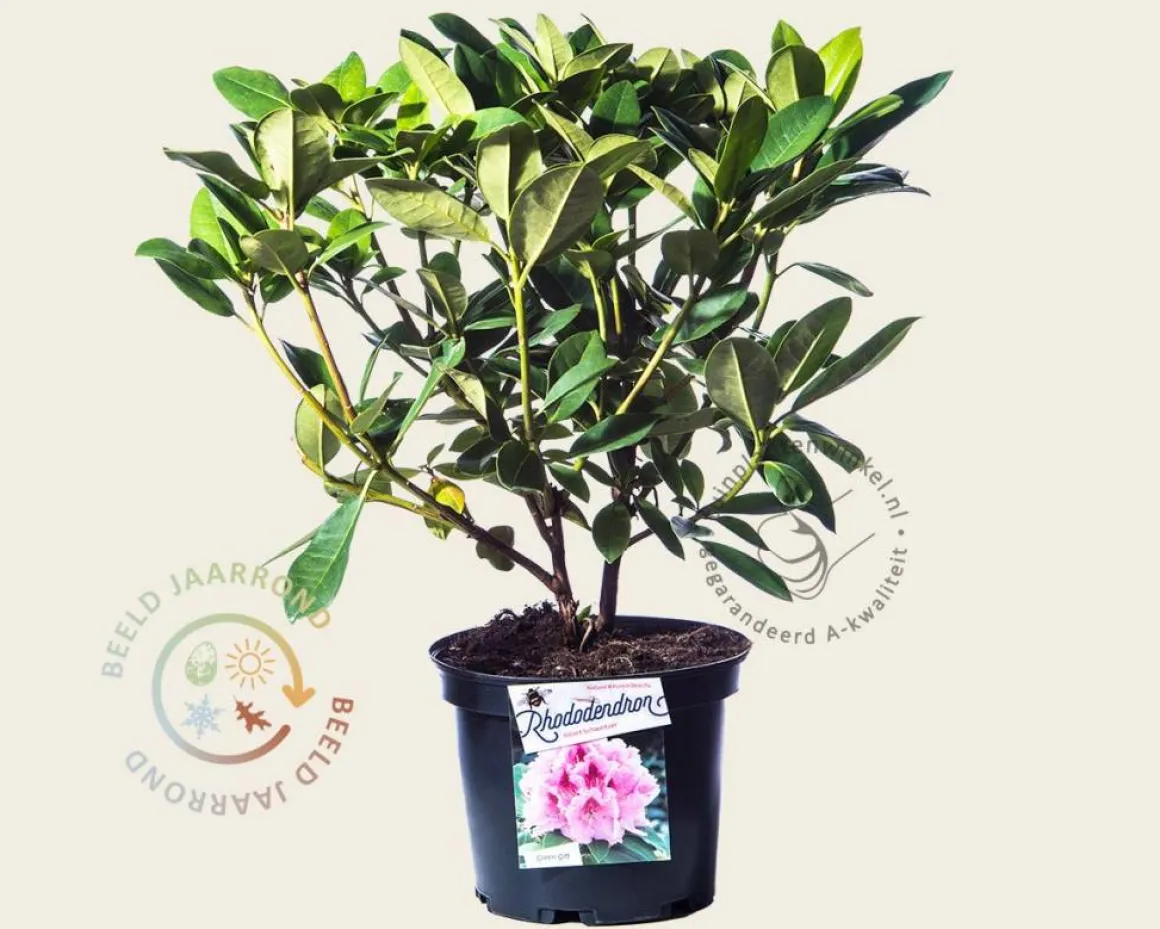 Rhododendron 'Albert Schweitzer'