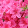 Rhododendron Azalea 'Anne Frank'
