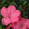 Rhododendron Azalea 'Anouk'