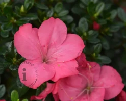 Rhododendron Azalea 'Anouk'