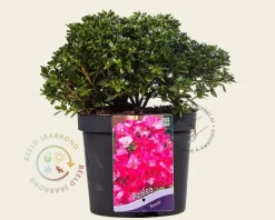 Rhododendron Azalea 'Anouk'