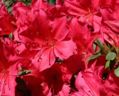 Rhododendron Azalea 'Arabesk'