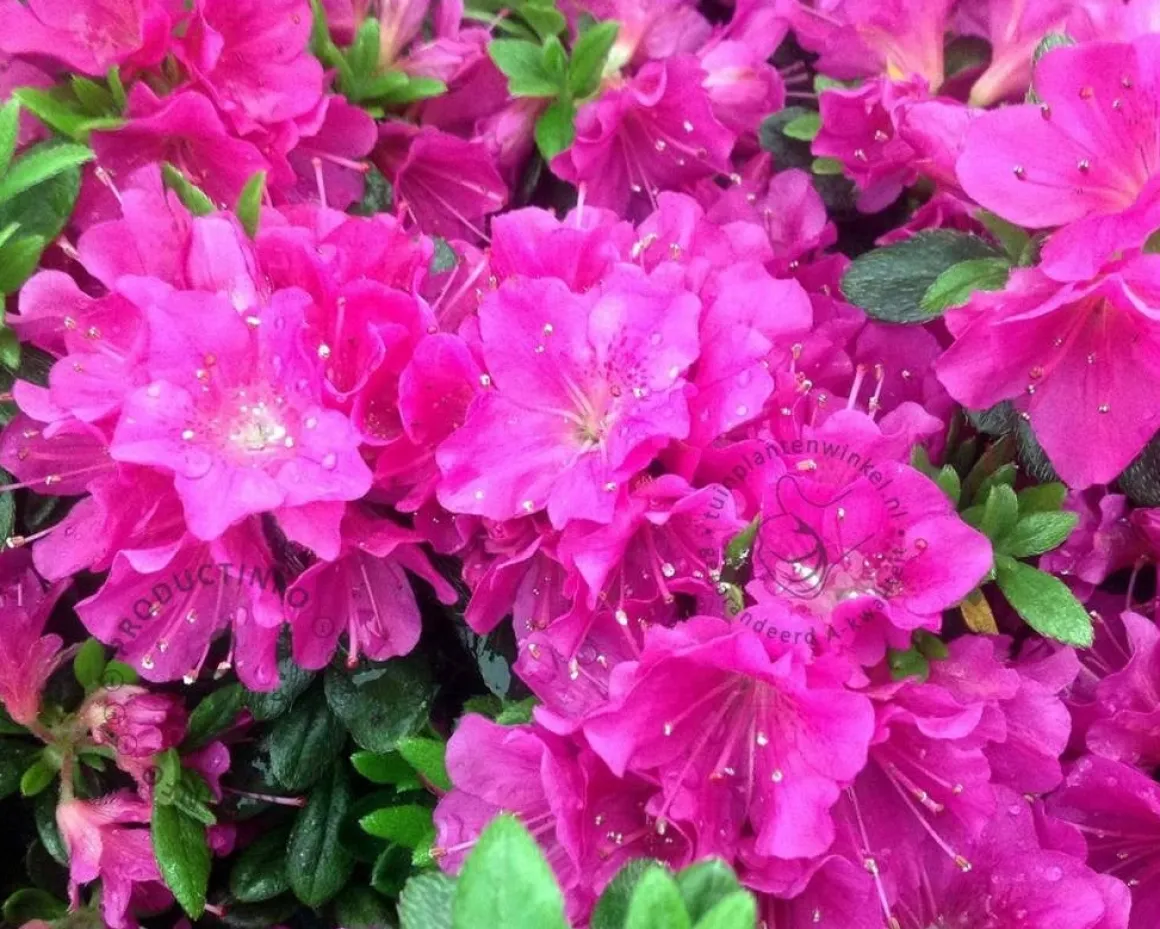 Rhododendron Azalea 'Geisha Purple'