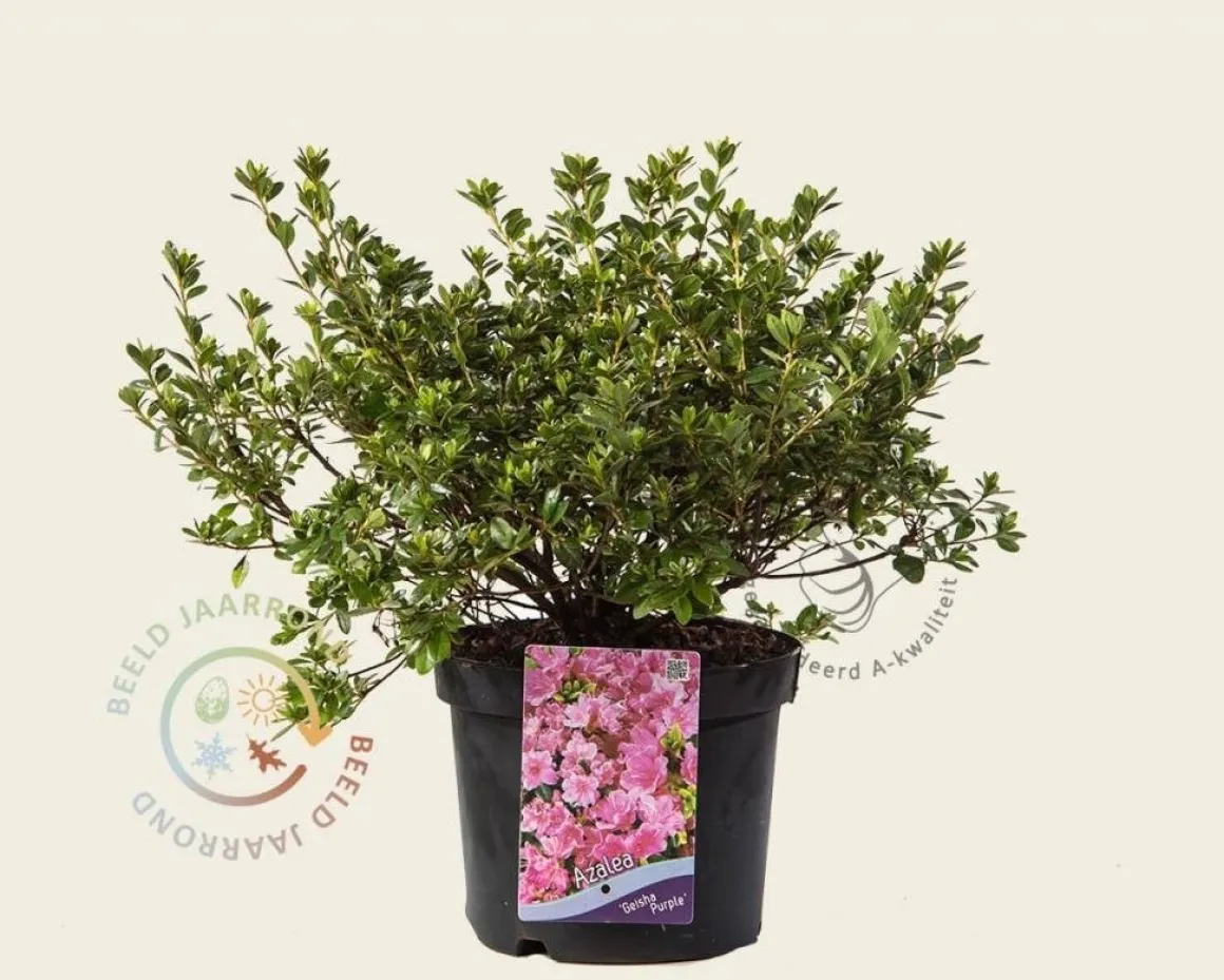 Rhododendron Azalea 'Geisha Purple'