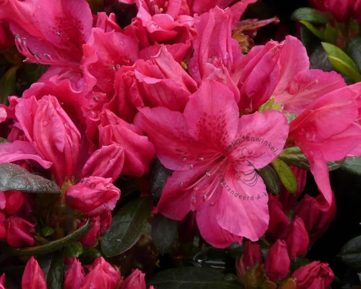 Rhododendron Azalea 'Georg Arends'