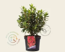 Rhododendron Azalea 'Georg Arends'