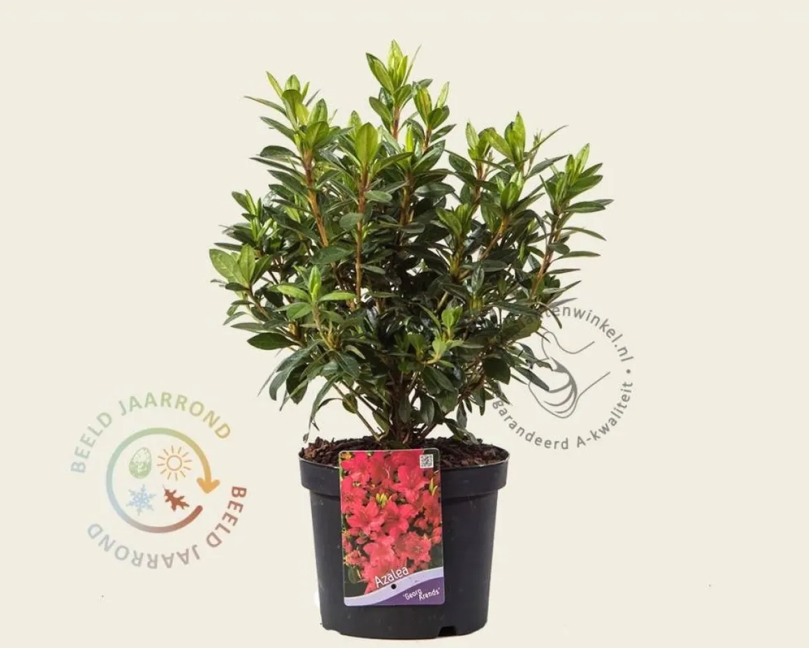 Rhododendron Azalea 'Georg Arends'