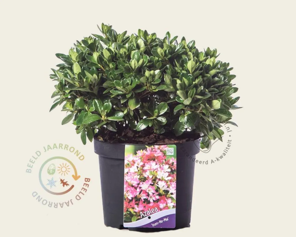 Rhododendron azalea 'Izumi-no-mai'