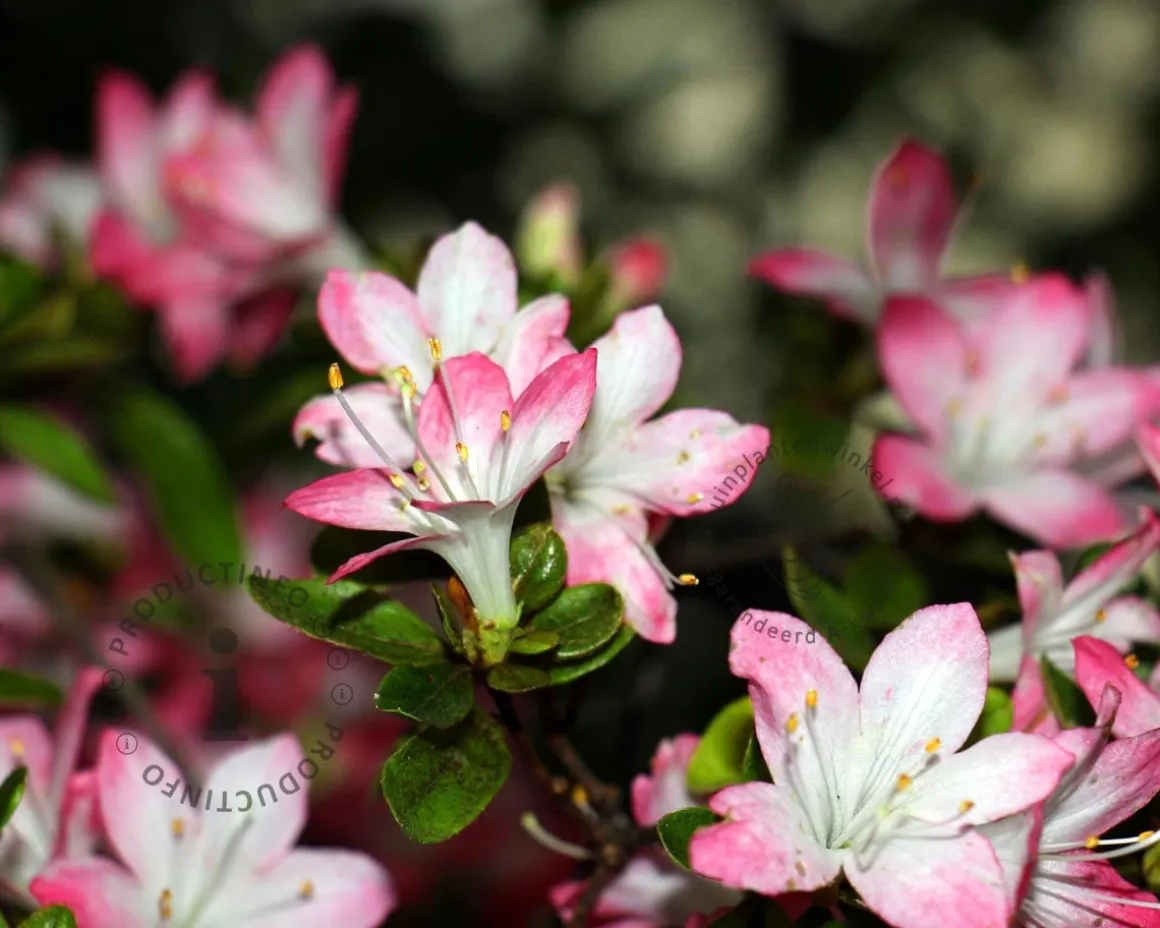 Rhododendron azalea 'Izumi-no-mai'