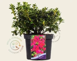 Rhododendron Azalea 'Kermesina'
